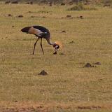 TANZANIA - Lake Manyara National Park - 62 Gru Coronata